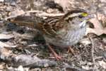 White-throated Sparrow