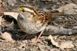 White-throated Sparrow