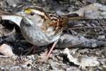 White-throated Sparrow