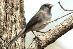 Dark-eyed Junco