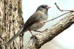 Dark-eyed Junco