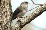 Dark-eyed Junco