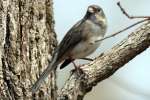 Dark-eyed Junco