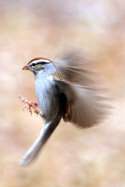 Chipping Sparrow