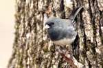 Dark-eyed Junco