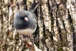 Dark-eyed Junco