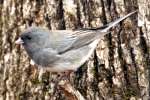 Dark-eyed Junco