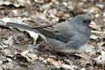 Dark-eyed Junco