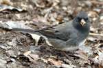 Dark-eyed Junco