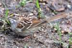 White-throated Sparrow