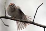 Chipping Sparrow