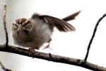 Chipping Sparrow