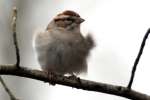 Chipping Sparrow