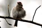 Chipping Sparrow