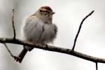 Chipping Sparrow