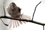 Chipping Sparrow