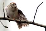 Chipping Sparrow