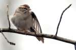 Chipping Sparrow