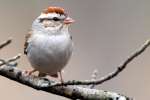 Chipping Sparrow