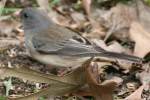 Dark-eyed Junco