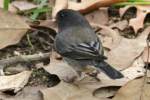 Dark-eyed Junco