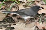 Dark-eyed Junco