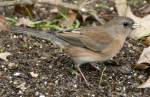 Dark-eyed Junco