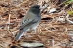 Dark-eyed Junco