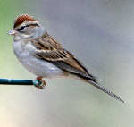 Chipping Sparrow
