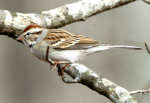 Chipping Sparrow