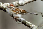 Chipping Sparrow