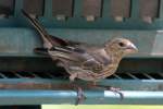 House Finch