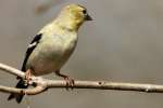 American Goldfinch