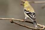 American Goldfinch