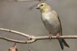 American Goldfinch