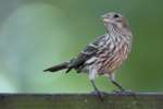 House Finch