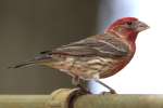 House Finch