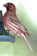House Finch