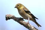 American Goldfinch