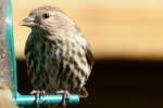 Pine Siskin