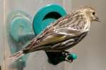 Pine Siskin