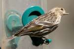 Pine Siskin