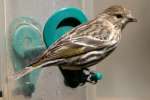 Pine Siskin