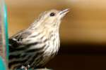 Pine Siskin