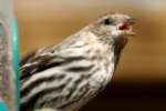 Pine Siskin