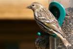 Pine Siskin