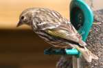 Pine Siskin