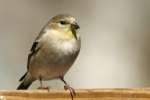 American Goldfinch