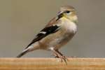 American Goldfinch