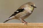 American Goldfinch